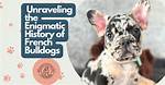 Unraveling the Fascinating History of Bulldogs