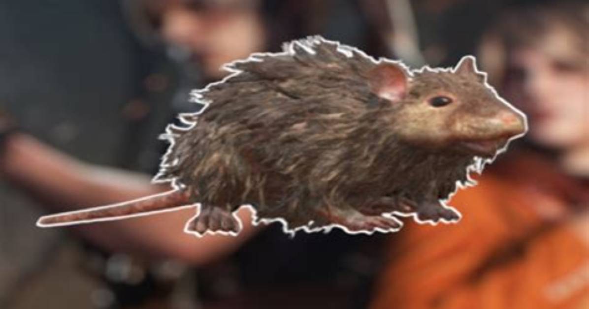 Unraveling the "Find the Word Rat" Enigma