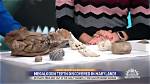 Unraveling the Secrets of Megalodon in Ice