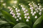 Unveil the Lily of the Valley and Rose Tattoo