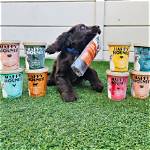 Unveiling a Haven for Happy Hounds