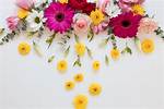 Unveiling the Enchanting World of Jessie Flowers: a Floral Odyssey