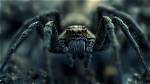 Unveiling the Fascinating World of Spider Video Sophia