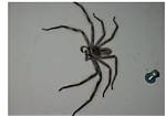 Unveiling the Mystery: the Spohie Rain Spider Man Video Leaked