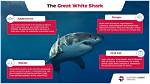 Unveiling the Mystery: Why Do Great White Shark Eyes Turn White?