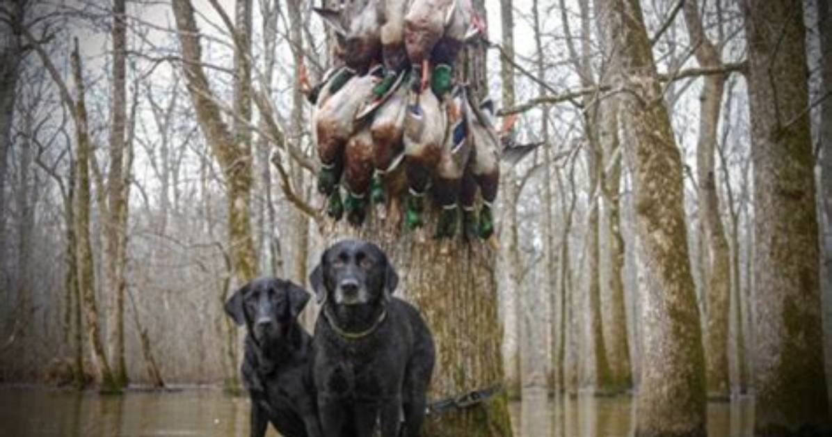 Unveiling the Mystique of Knobel Hunt Age