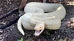 Unveiling the Mystique of the Albino Boa: Nature's Enigmatic Serpent