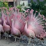 Unveiling the Mystique of the Birds of Death