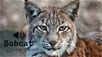 Unveiling the Secrets: Bobcat Screams