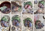 Unveiling the Secrets: Hermit Crab Molting Time-Lapse