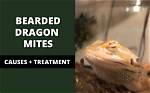 Unveiling the Secrets of Bearded Dragon Mites: a Visual Exploration