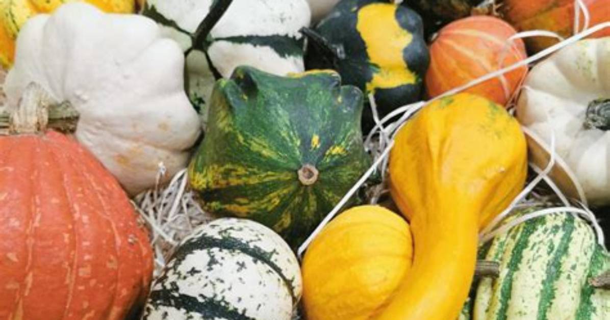 Unveiling the Secrets of Squash That Mimics Watermelon: Discoveries and Insights