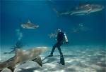 Unveiling the Truth: Sharks in Destin, Florida