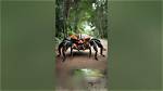 Unveiling the Wonders of the Coconut Crab: Discoveries and Insights Await
