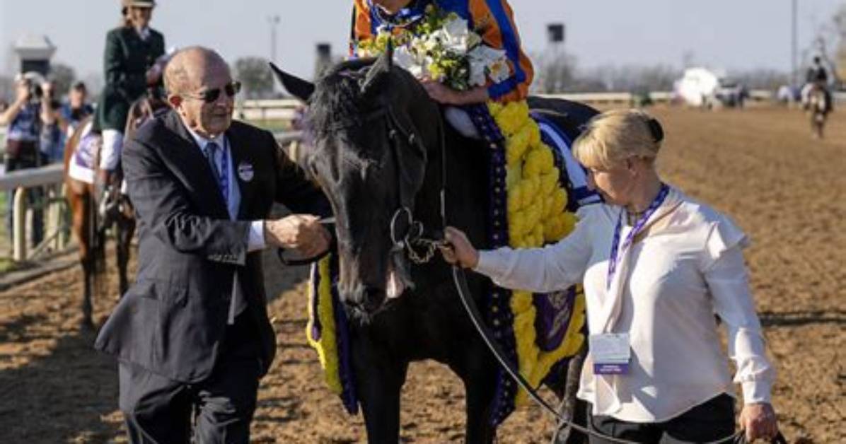 Unveiling the World of Fillies Horse: a Comprehensive Guide