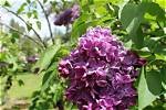 Vibrant Lilacs: Exploring Washington's Purple Crown