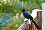 What Are the Black Birds in Cancun Called? |
