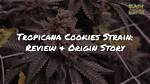 What Are the Effects of Tropicana Cookies Cannabis Strain?