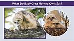 What Do Baby Great Horned Owls Eat