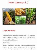 What Is Maize Cultivation Apush? |