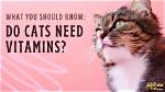 What You Need to Know: Do Cats Like to Be Covered with Blankets?
