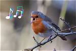 When the Bird Sings: Let the Bodies Speak