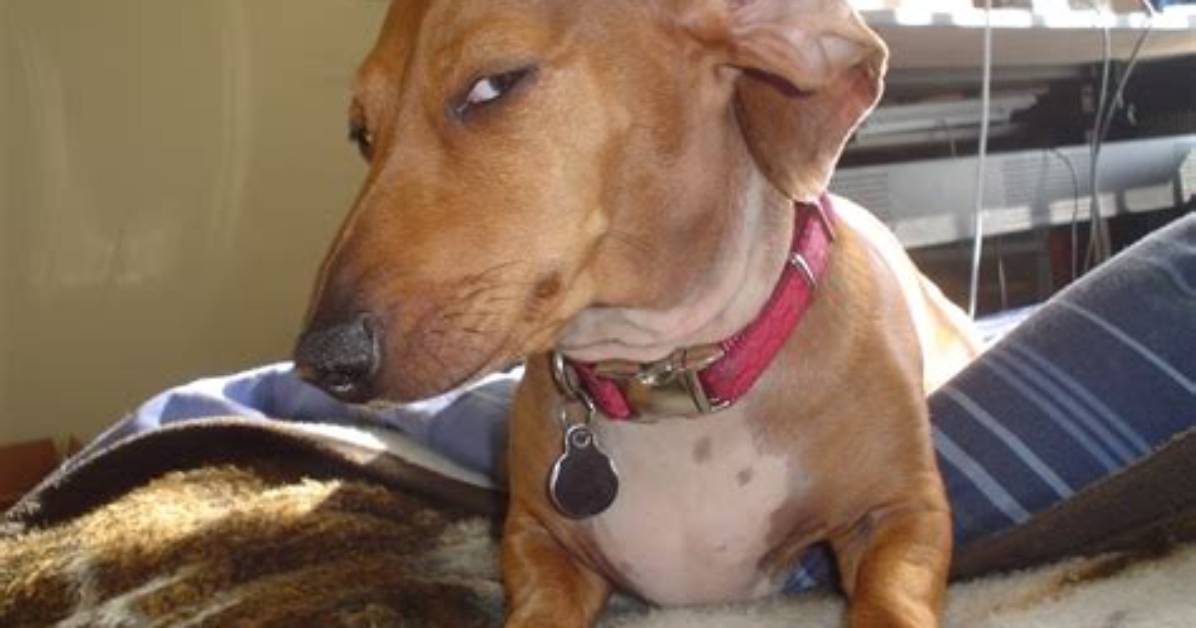 When Your Dog Is Looking Suspicious: Unraveling the Mystery