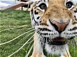 Whiskers on the Big Screen: Exploring the World of Cat Movies in Hd