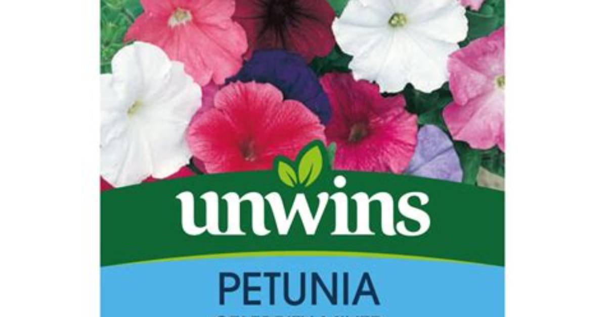 Who Sent Petunia the Howler? Celebrity. Fm #1 Official Stars, Business & People Network, Wiki